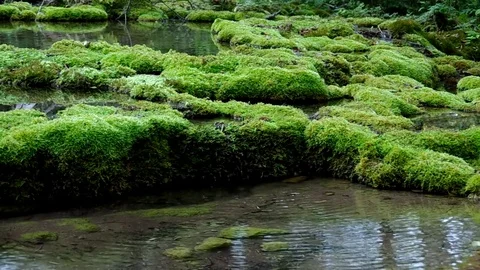 Stream in forest moss-grown Stock Footage 72487014