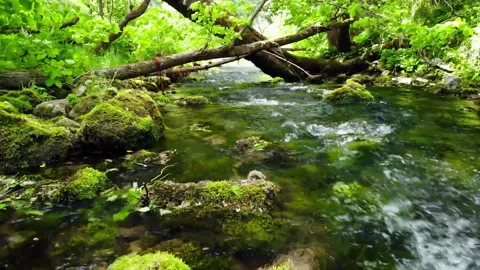 A stream in the forest with moss on river rocks	 Stock Footage 149321214