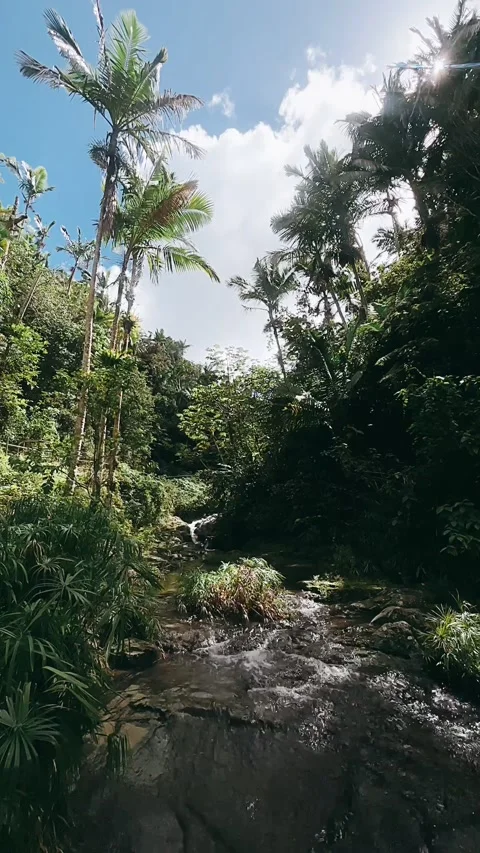 Stream in the forest, nature, water, river, forest, stream, green, Stock Footage 233625460