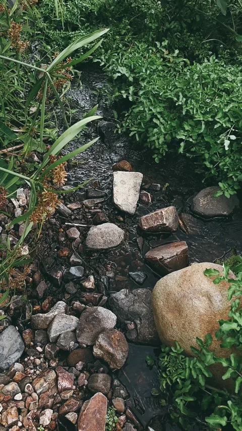 Stream in the forest, nature, water, river, forest, stream, green, Stock Footage 237619948