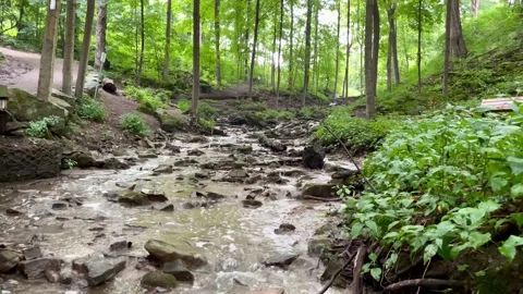 Stream in the forest near a footbridge Stock Footage 205083531