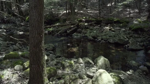 Stream in the Forest in New Paltz, NY Video stock 84077360