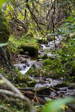 Stream in the forest Stock Photos