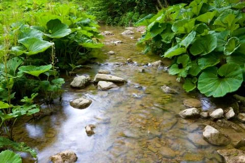 Stream in forest Stock Photos