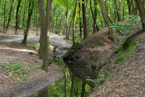 Stream in the Forest Stock Photos