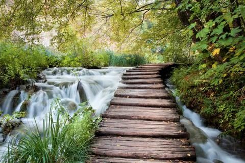 Stream in the Forest Fotos de archivo