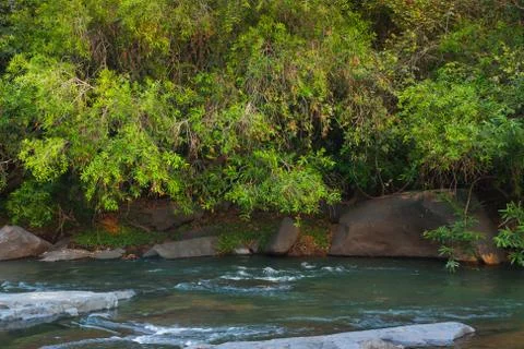 Stream in the forest Stock Photos