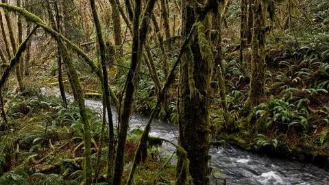 Stream in a Forest Stock-Fotos