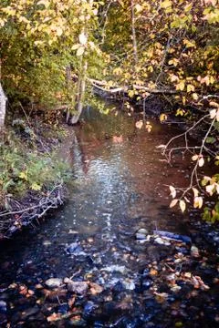 A stream in forest Stock Photos