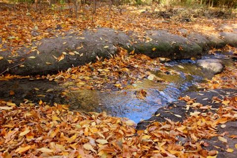 Stream in the forest Stock Photos