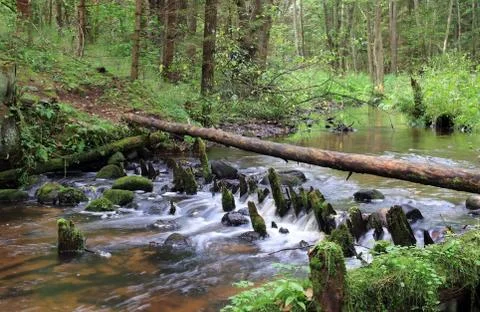Stream in the forest Stock Photos