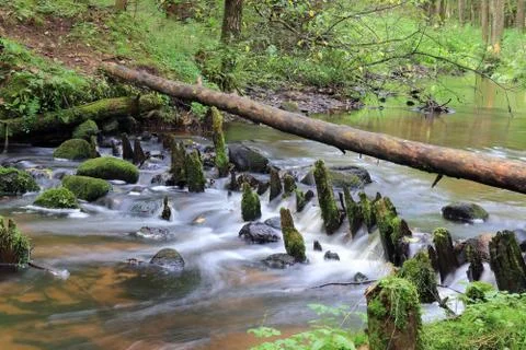 Stream in the forest Stock Photos