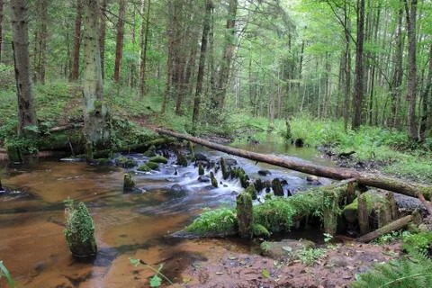 Stream in the forest Stock Photos