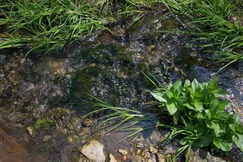 Stream in the forest. Stock Photos