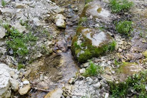 Stream in the forest. 写真素材