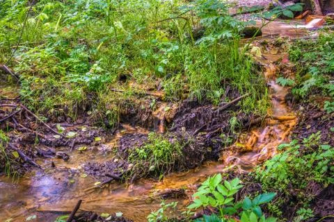 Stream in forest Stock Photos