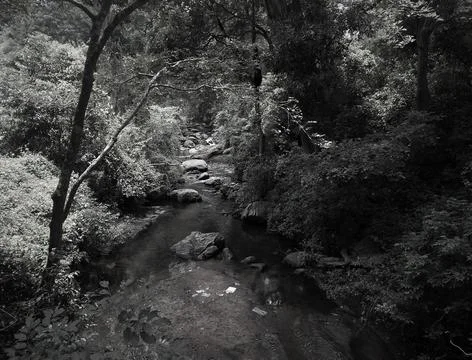A stream in the forest Foto stock