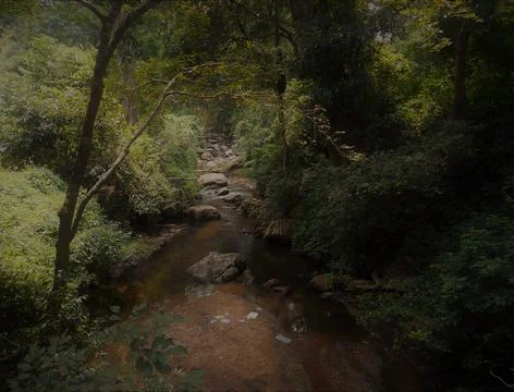 A stream in a forest Stock Photos