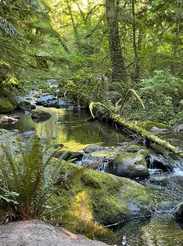 A stream in the forest Stock Photos
