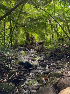 Stream in the forest Stock Photos
