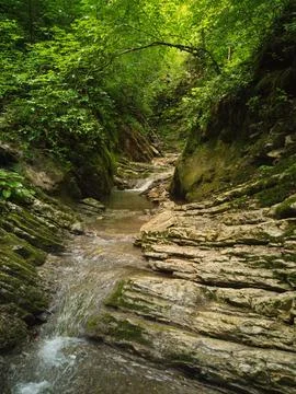 Stream in the forest Stock Photos