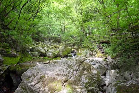 Stream in the forest Stock Photos