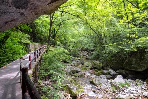 Stream in the forest Stock Photos