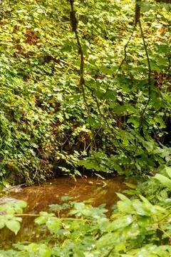 A stream in the forest Stock Photos