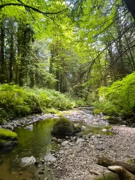 A stream in the forest Stock Photos