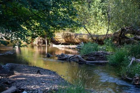 A stream in the forest Stock Photos