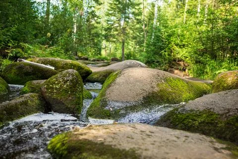 Stream in the forest Stock Photos