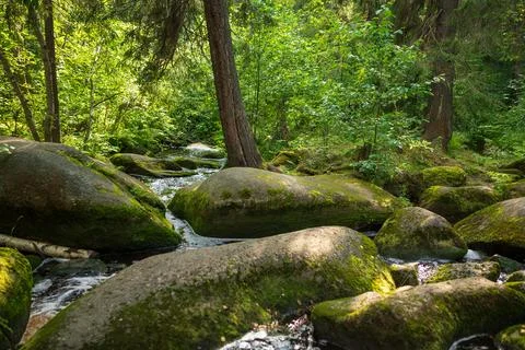 Stream in the forest Stock Photos