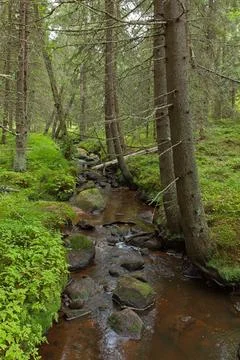 Stream in forest. Stock Photos