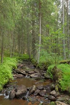 Stream in forest. Stock Photos
