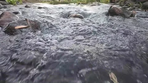 Stream in the forest (river water) Stock Footage 145128782