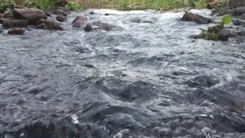 Stream in the forest (river water) Stock Footage 145128788