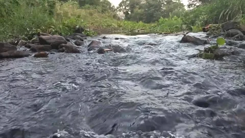 Stream in the forest (river water) Stock Footage 145128793