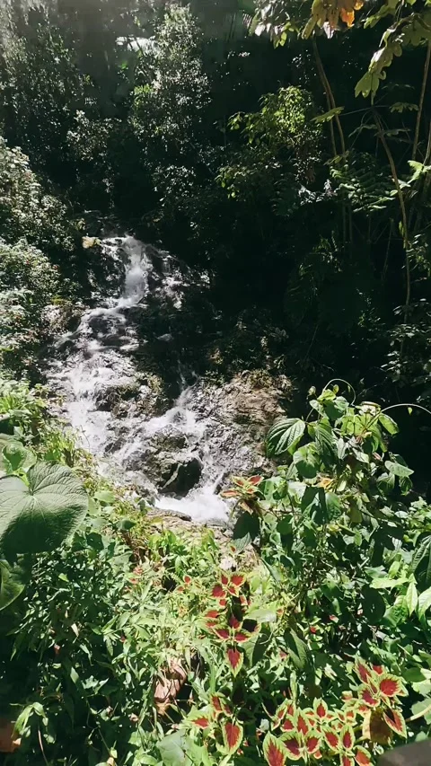 Stream in the forest, river, water, stream, nature, forest, waterfall Stock Footage 233625855