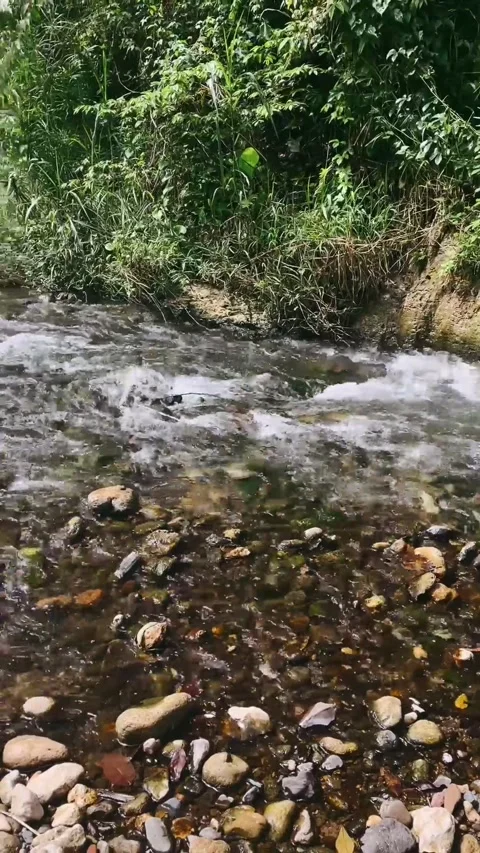 Stream in the forest, river, water, stream, nature, forest, waterfall Stock Footage 239947596