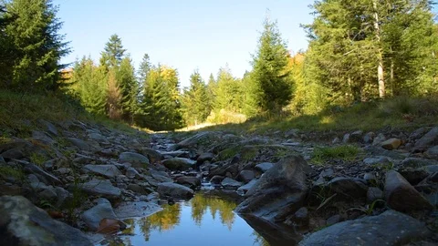 Stream on forest road Stock Footage 97165037
