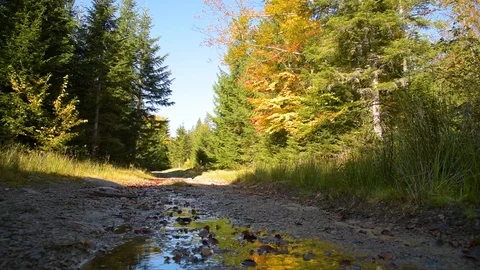 Stream on forest road Stock Footage 97289917