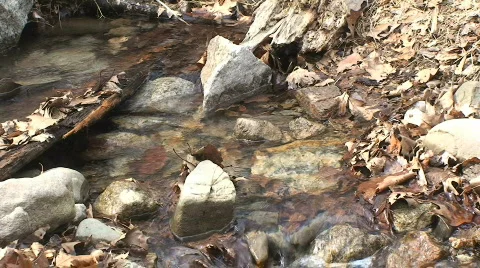 Stream in the Forest with Rocks Stock Footage 400462
