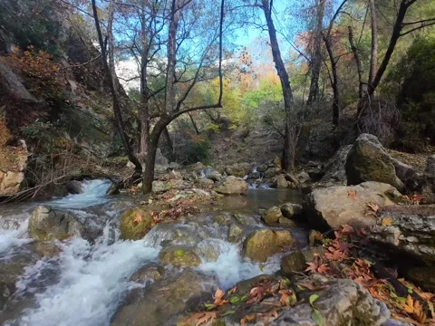 Stream forest rocks Stock Footage 304766370