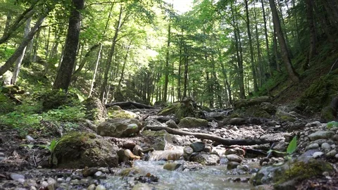 Stream in forest sound Video stock 129609909