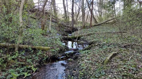 A stream in the forest, spring (10) Full HD 60 FPS Stock Footage 272233617