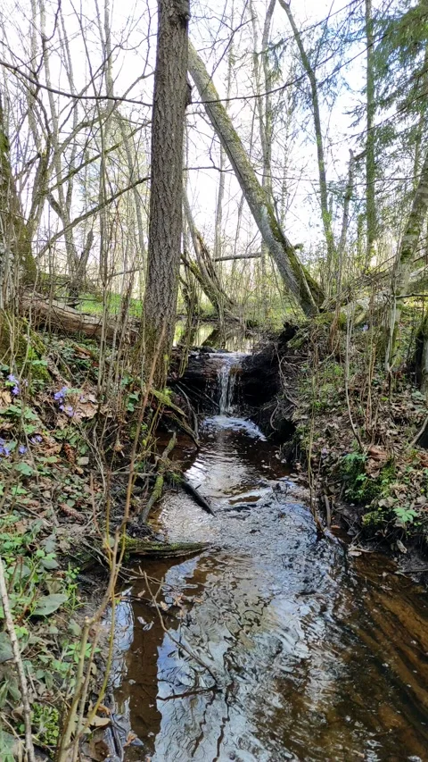A stream in the forest, spring (11) 4K 30 FPS Stock-Footage 272234489