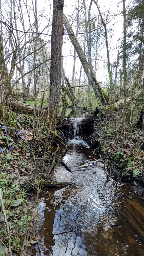 A stream in the forest, spring (12) Full HD 60 FPS Stock Footage 272234569