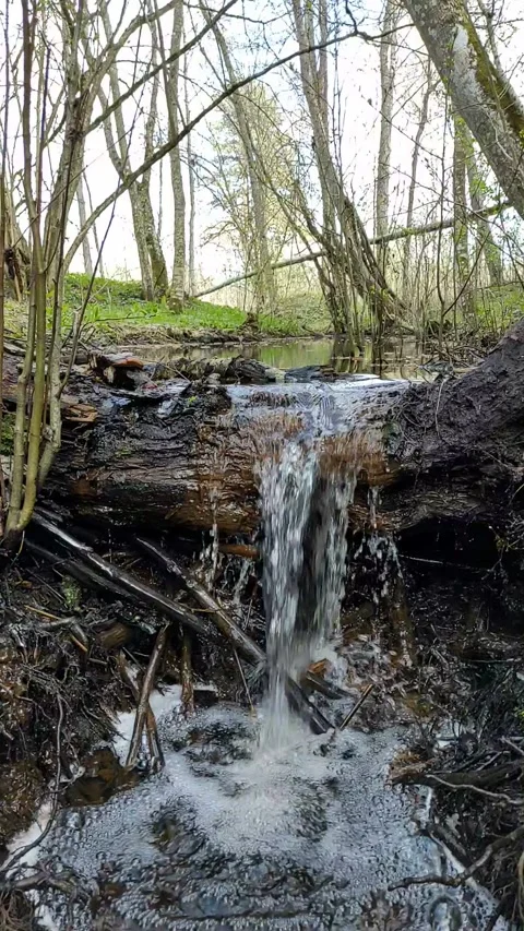 A stream in the forest, spring (13) Full HD 60 FPS Stock Footage 272229281