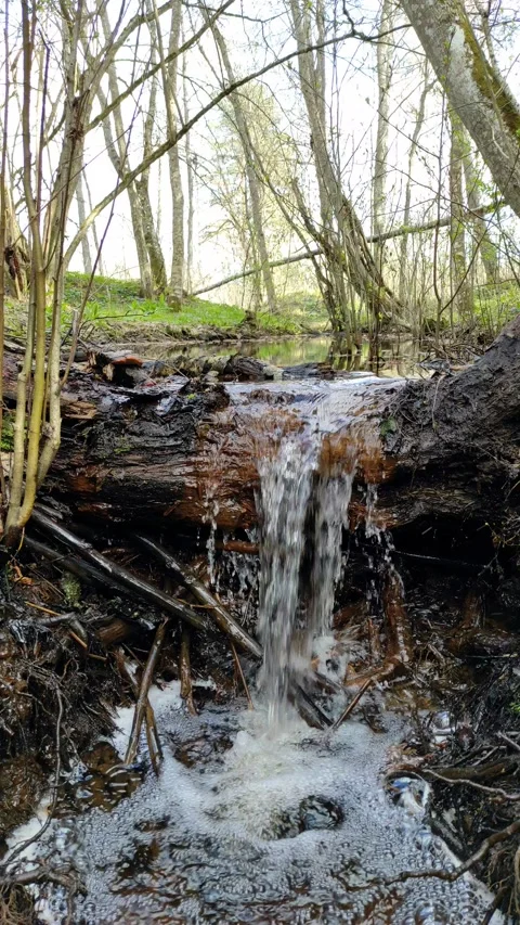 A stream in the forest, spring (14) 4K 30 FPS Stock Footage 272235030