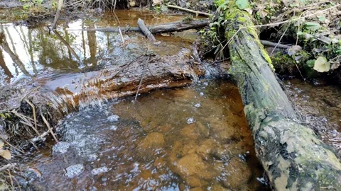 A stream in the forest, spring (5) 4K 30 FPS Stock Footage 272234505